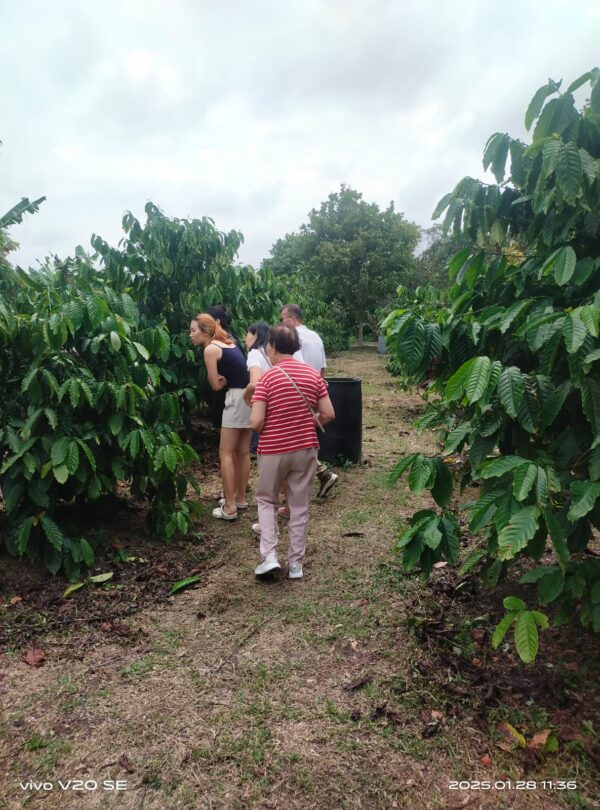 coffee plantation and bee farm in Bintan