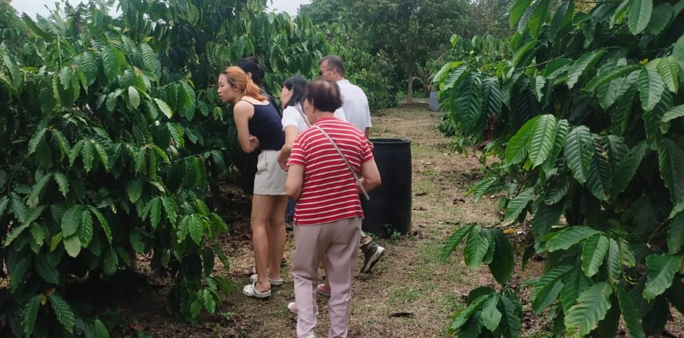 coffee plantation and bee farm in Bintan