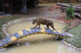 Safari Zoo Lagoi Bintan Lagoi Safari Zoo Bintan Bintan wildlife park Safari Zoo Lagoi ticket things to do in Lagoi Bintan family activities Bintan Lagoi attractions Bintan eco tourism Safari Zoo Lagoi review Bintan animal park