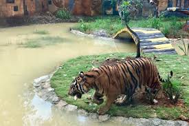 Safari Zoo Lagoi Bintan Lagoi Safari Zoo Bintan Bintan wildlife park Safari Zoo Lagoi ticket things to do in Lagoi Bintan family activities Bintan Lagoi attractions Bintan eco tourism Safari Zoo Lagoi review Bintan animal park