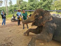 Safari Zoo Lagoi Bintan Lagoi Safari Zoo Bintan Bintan wildlife park Safari Zoo Lagoi ticket things to do in Lagoi Bintan family activities Bintan Lagoi attractions Bintan eco tourism Safari Zoo Lagoi review Bintan animal park